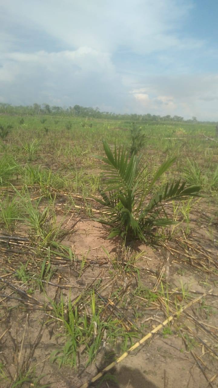 Asociación Agro Forestal con 35 asociados y siembra de palma