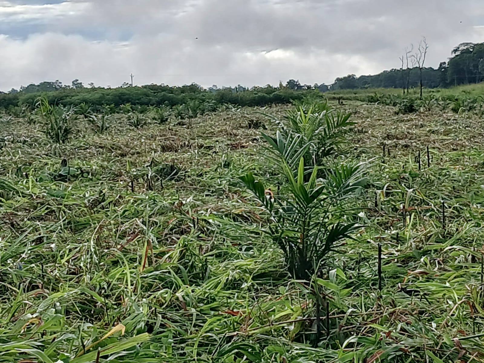 Foto adicional — Nuestra comunidad ya formó su ASOCIACION AGROFORESTAL CN…